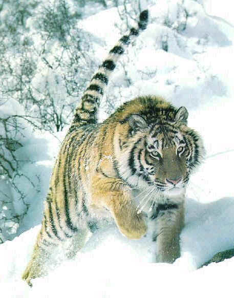 wpe153.jpg (33769 bytes)