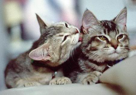 CatLickingAnotherCat1.jpg (21865 bytes)