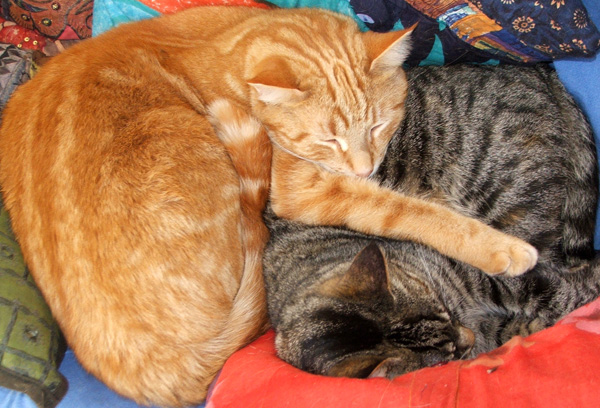 brother-sister-cats.jpg (132912 bytes)