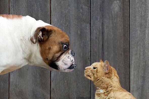 cat-dog-smart-590ds112310.jpg (41571 bytes)