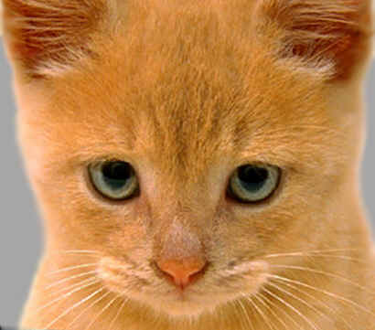 cat21.jpg (444808 bytes)