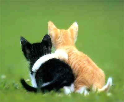 cats-in-love.jpg (8968 bytes)